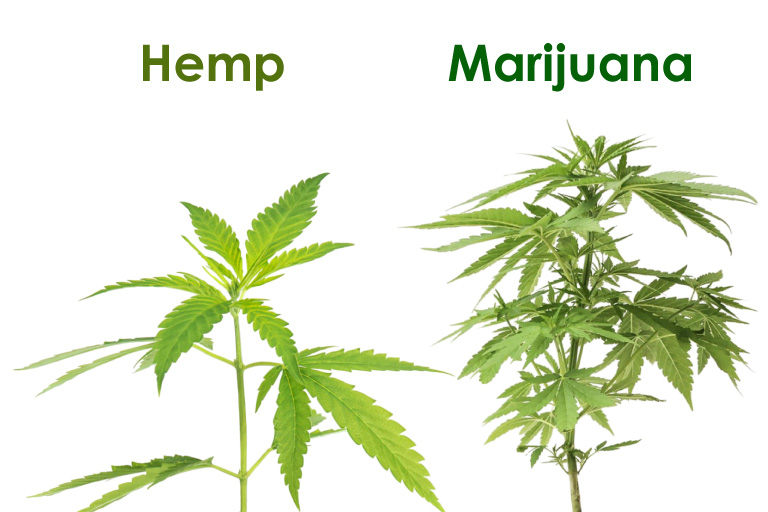 Vraie différence avec la marijuana au chanvre. CBD Cannabidiol Aide de manière naturelle